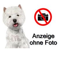 Suche für meine Schwester die Ihren geliebten Hund verloren hat ein Westieweibchen .