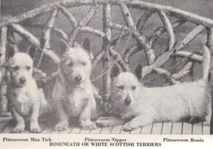 Scotties White von 1899