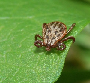 Die Auwaldzecke gilt als Überträger der Babesiose