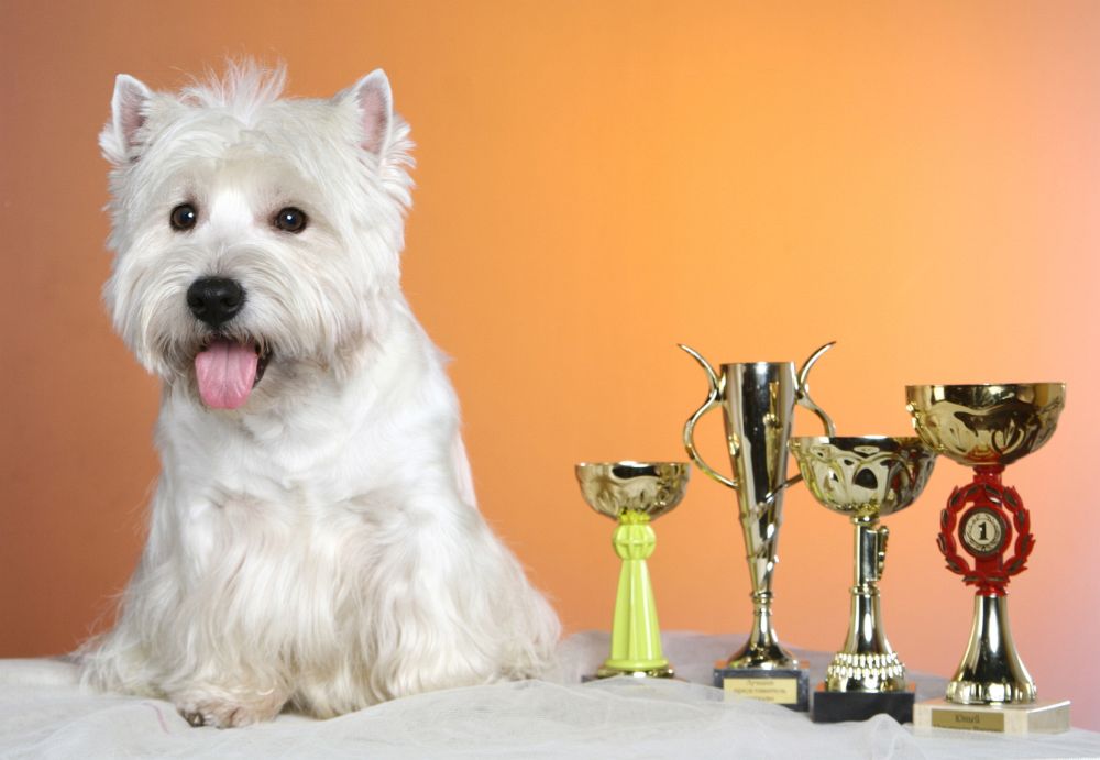 Westie Deckrüden