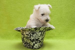 Gefahren Welpen Westie