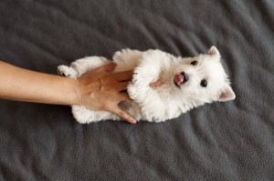 Hund Westie