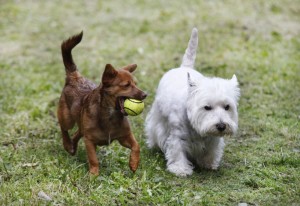 Hundepension Westie
