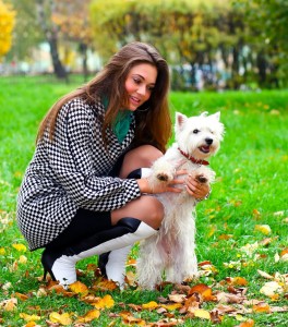 Hunderasse Westie