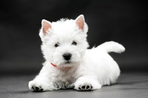Impfung Westie Welpen Parvoviren