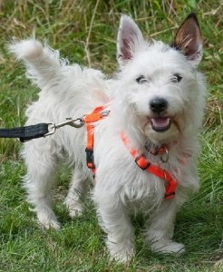 Jack Russell Westie Mischling