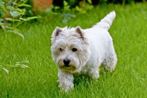 Kastration Westie