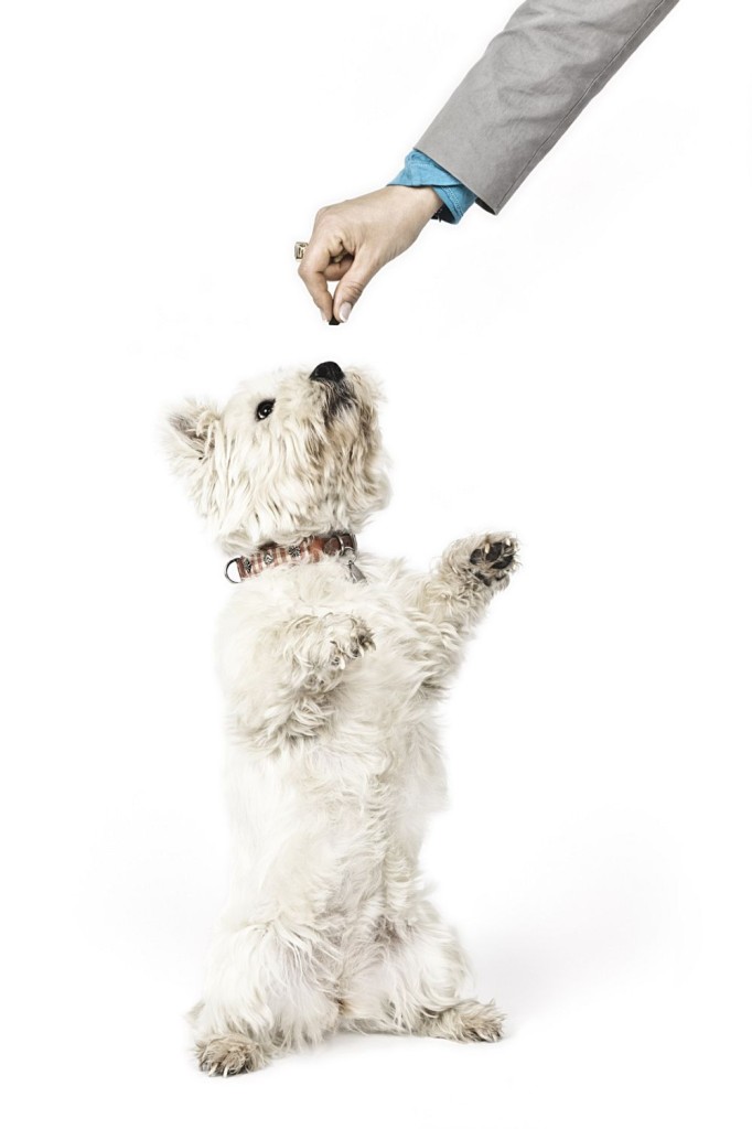 white Terrier Leckerlie