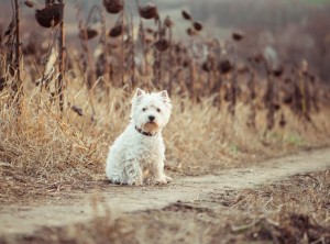 Schmerzen beim Laufen Tierarzt Westie