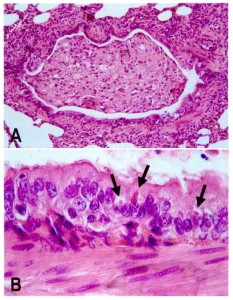 Staupe Virus Westie