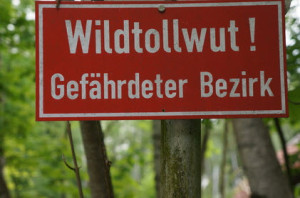 Tollwut beim Westie