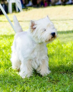 Typische- Erbkrankheiten Westie