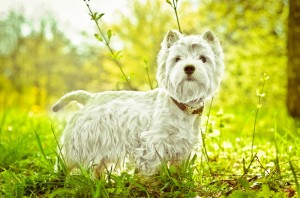 Unterschied Westie Wesen Hündin Rüde