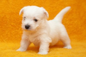West High White Terrier Deckrüden
