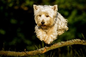 West Highland Terrier