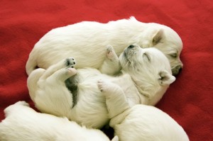 West Highland White Terrier