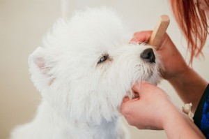 Westie Augenpflege