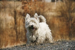 Westie Baden