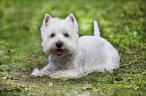 Westie Borreliose Impfung