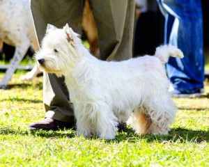 Westie Deckrüde