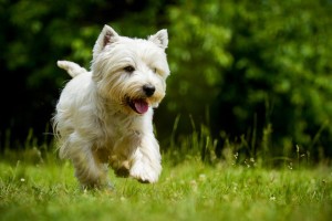 Westie Deckrüden Zucht