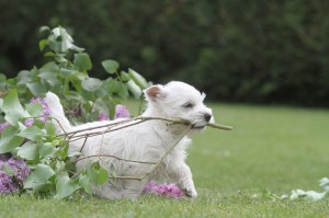 Westie Hund