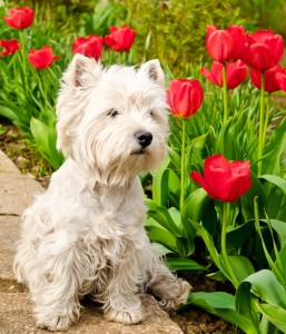 Westie Hund kaufen