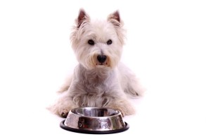 Westie Hundefutter