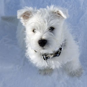Westie-Krankheiten-Tierarzt