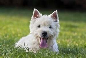 Westie Milben Ohr entfernen