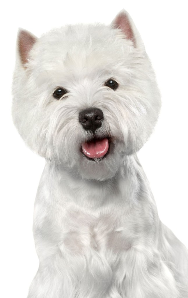 Westie Pflege