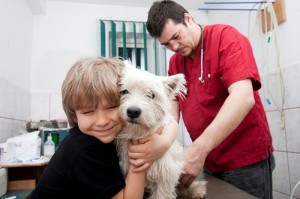 Westie Tierarzt