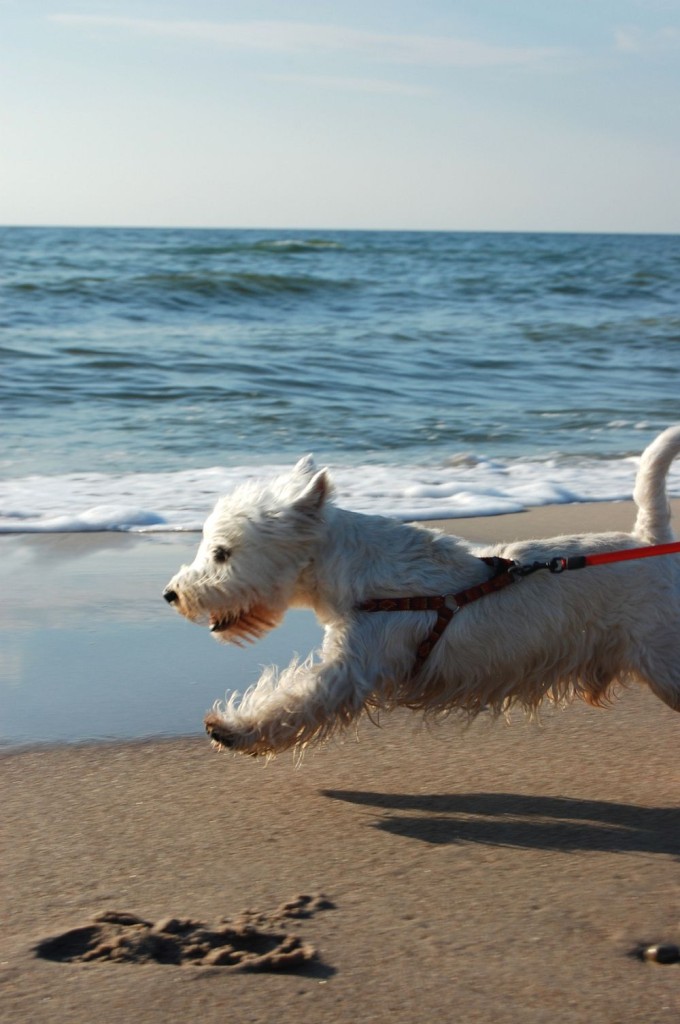 Westie Urlaub