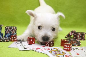 Westie Welpen