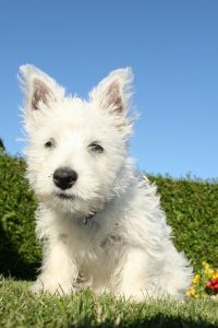 Westie Welpen kaufen
