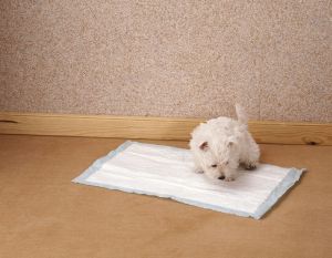 Westie Welpen stubenrein