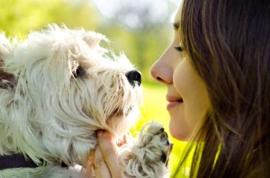 Westie Wesen