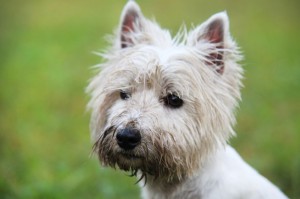 Westie aus dem Tierheim
