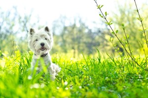 Westie in Not aus dem Tierheim