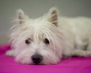 Würmer Wurmkur Westie