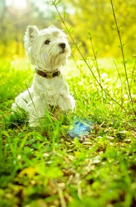 Zecken Westie