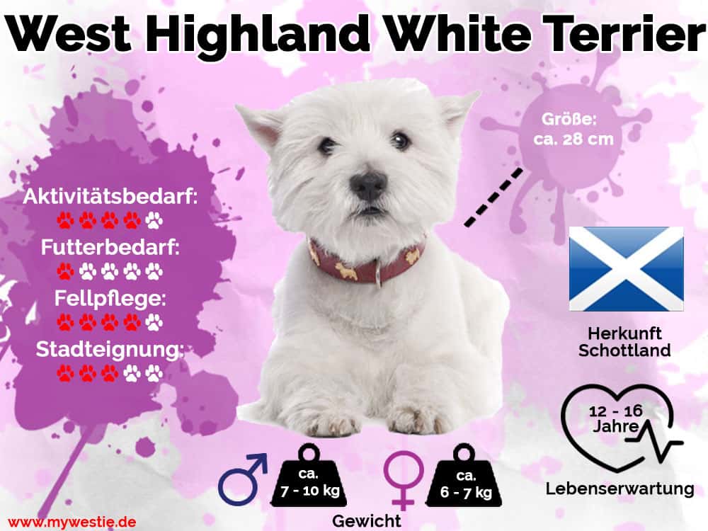 Westie Infografik