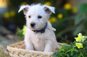 Züchter Westie