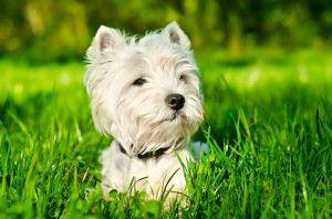 Lebensdauer Westie