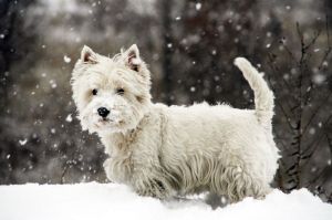 Lebenserwartung Westie