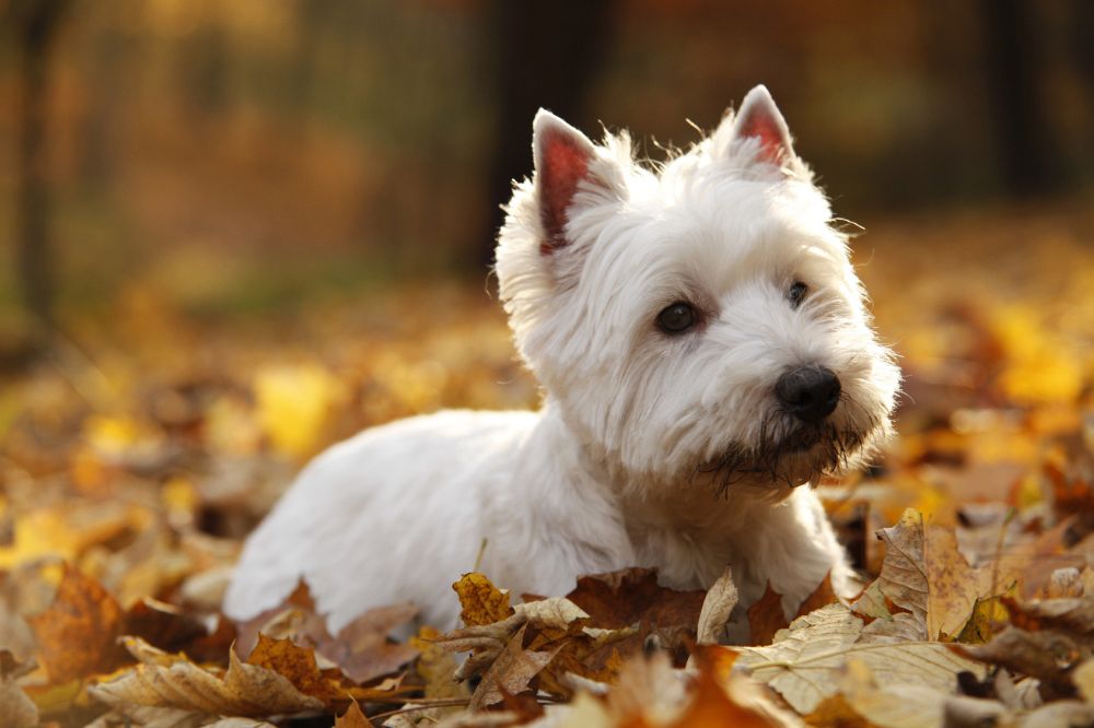 Lebenserwartung Westie Stress