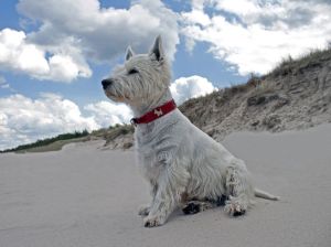 Westie Lebensdauer