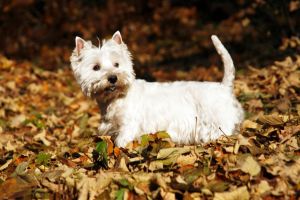 Westie Lebenserwartung