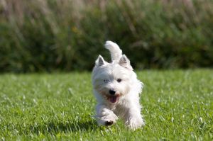 Wie lange lebt der Westie?