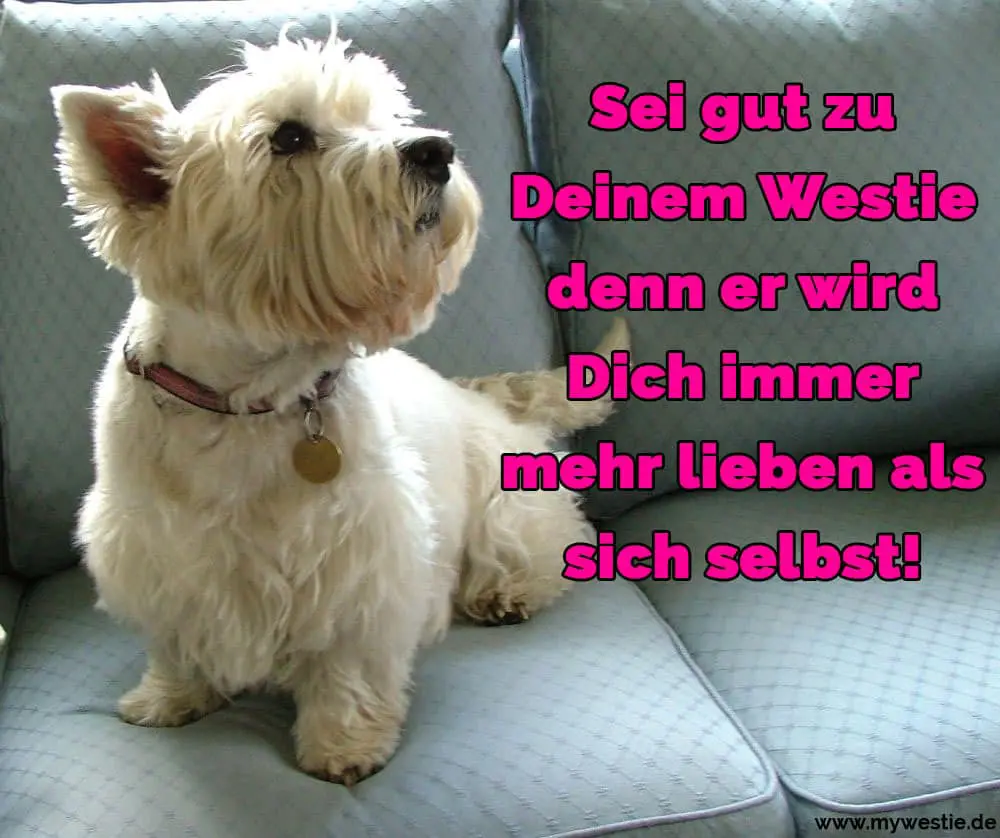 Westie Zitate Und Sprüche